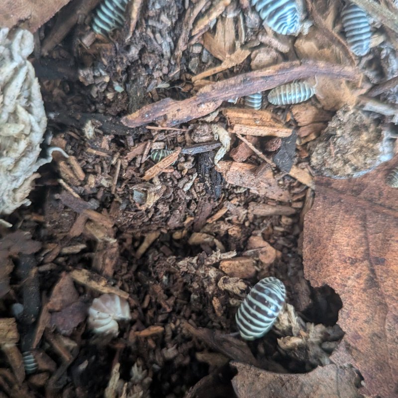 Armadillidium maculatum "OG 2014 import" 12cnt