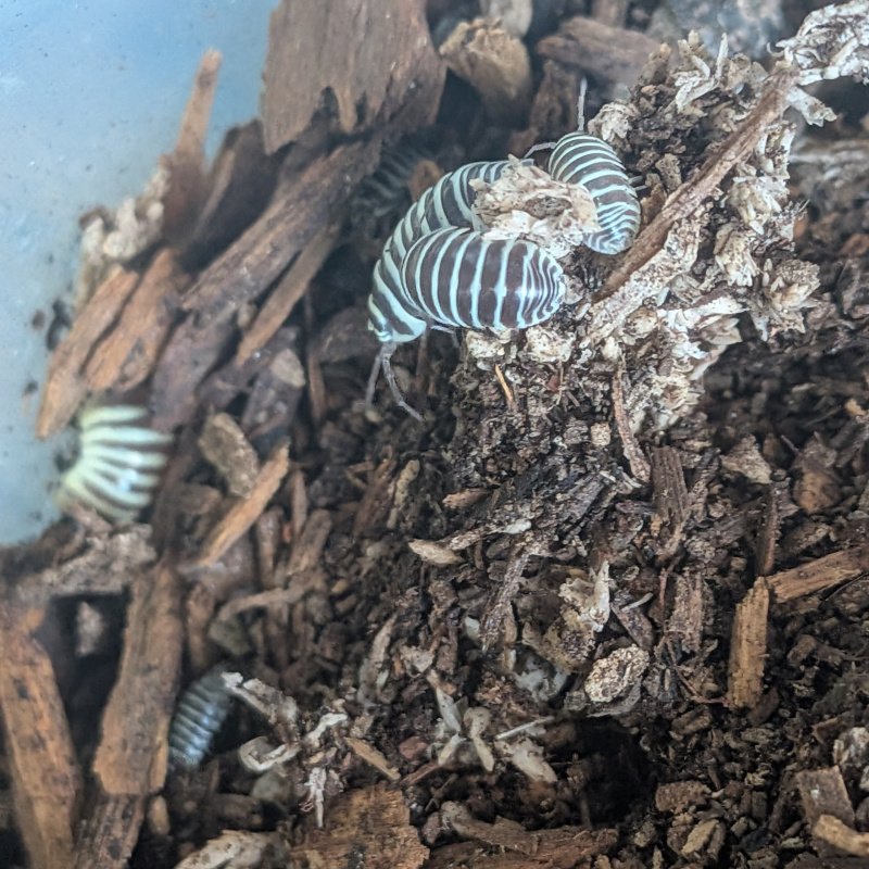 Armadillidium maculatum "OG 2014 import" 12cnt