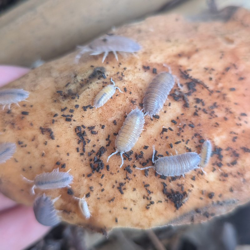 Porcellio sp "Valencia" 12cnt