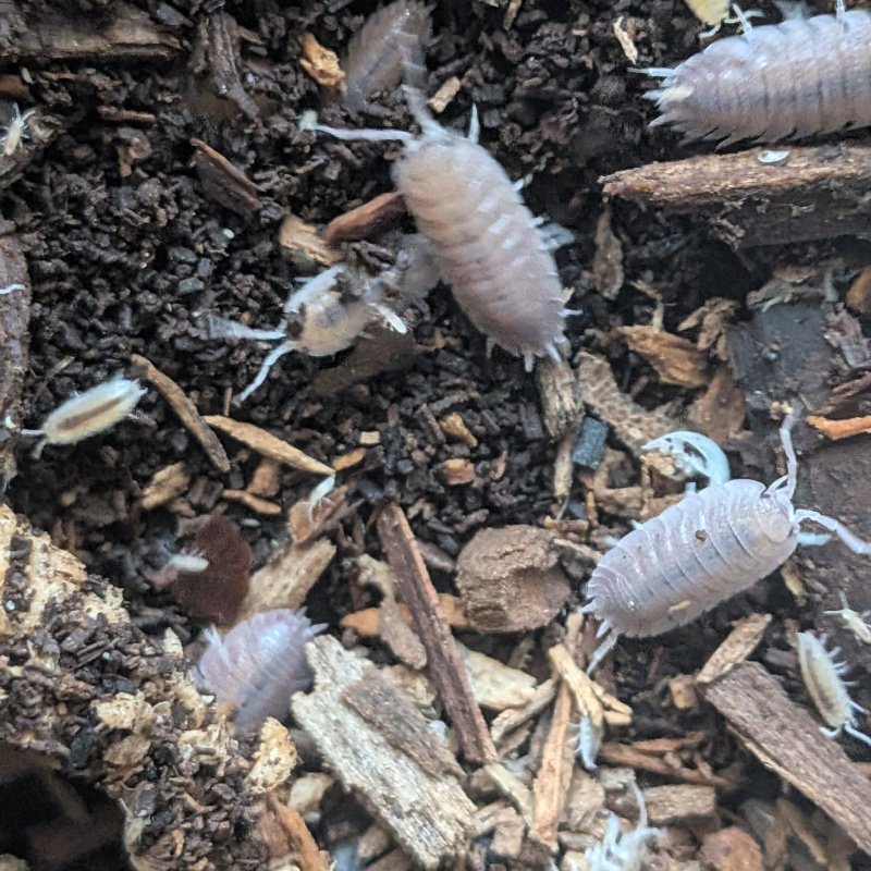 Porcellio sp "Valencia" 12cnt