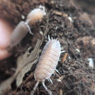 Porcellio sp "Valencia" 12cnt