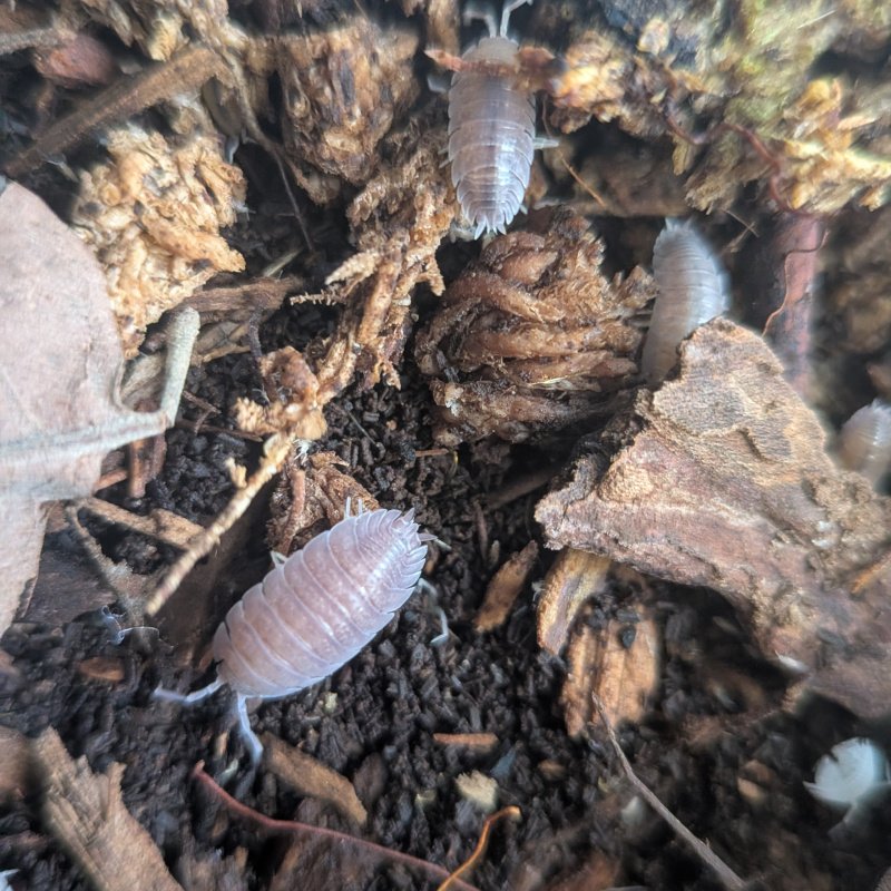 Porcellio sp "Valencia" 12cnt