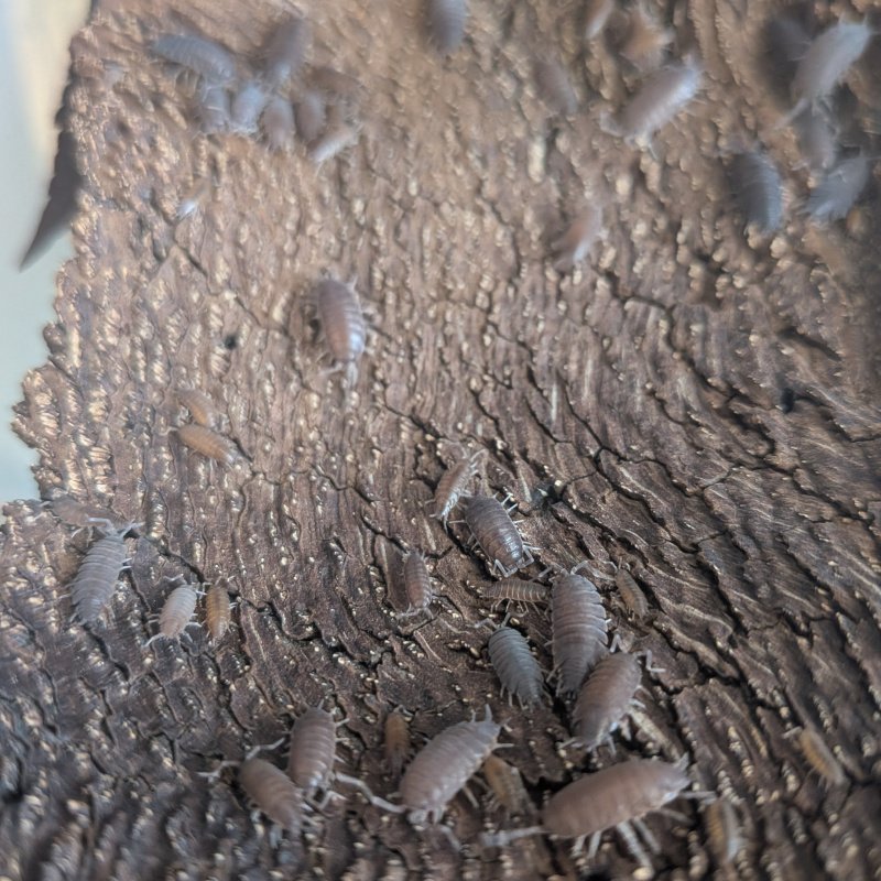 Porcellionides pruinosus "Kailua Kona, HI" 20 cnt