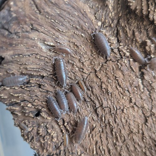 Porcellionides pruinosus "Kailua Kona, HI" 20 cnt