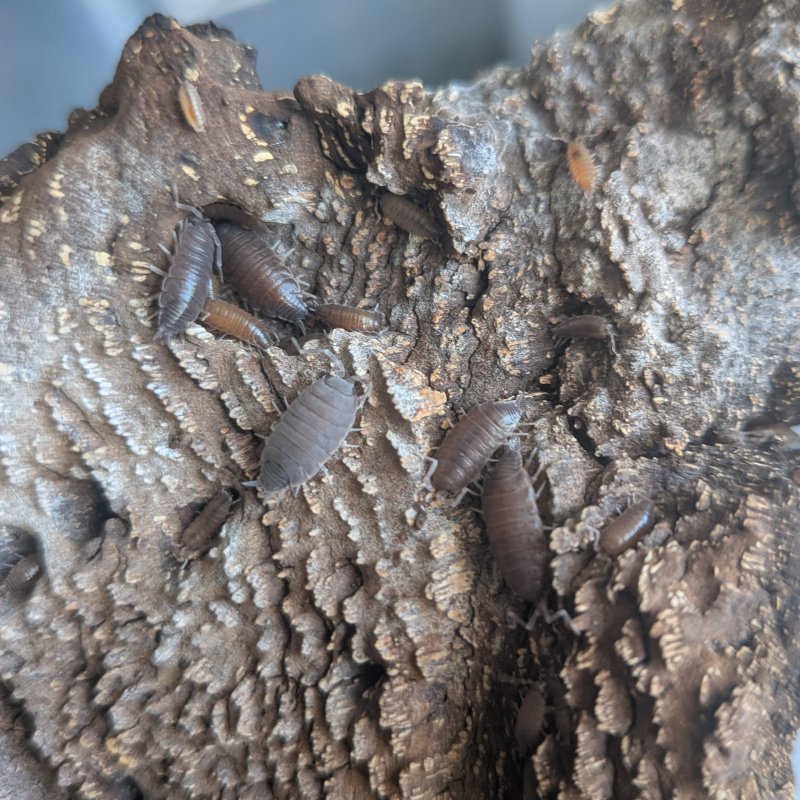 Porcellionides pruinosus "Kailua Kona, HI" 20 cnt