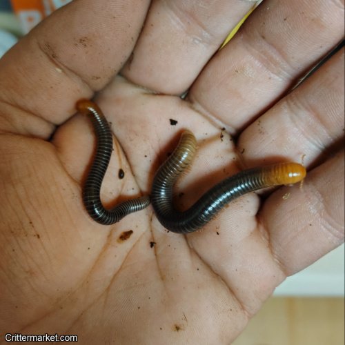 Analocostreptus servatius "Fire Head Millipedes"