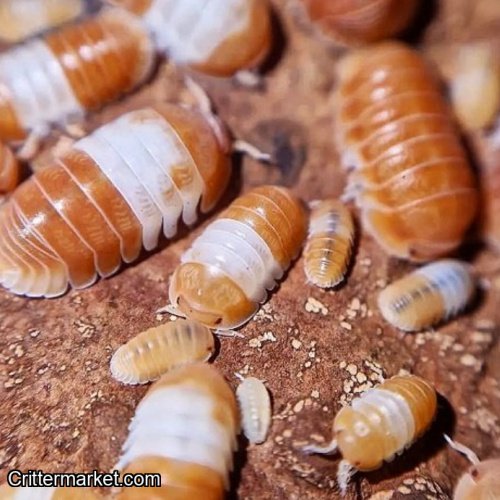 Cubaris Red Panda King Isopods x 10