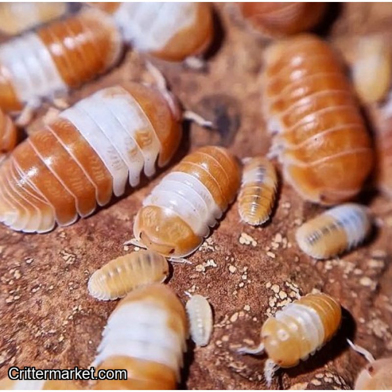 Cubaris Red Panda King Isopods x 10