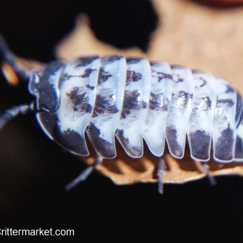 Armadillidum Gestroi Milkyway isopods x10