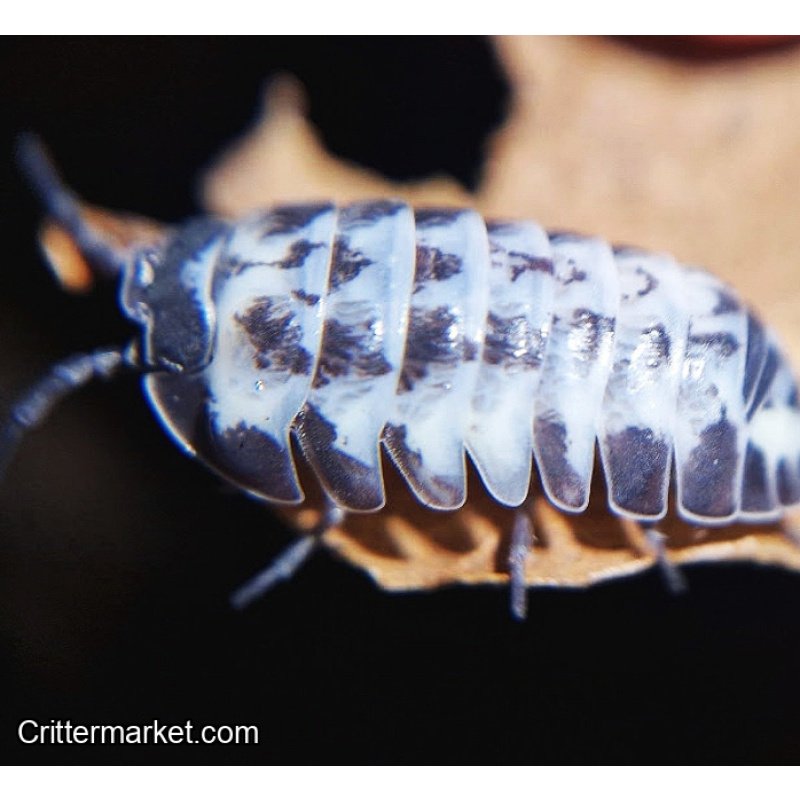 Armadillidum Gestroi Milkyway isopods x10