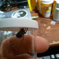 False Widow Steatoda grossa Juvenile