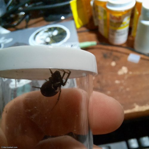 False Widow Steatoda grossa Juvenile
