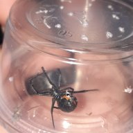 Western Black Widow Latrodectus hesperus