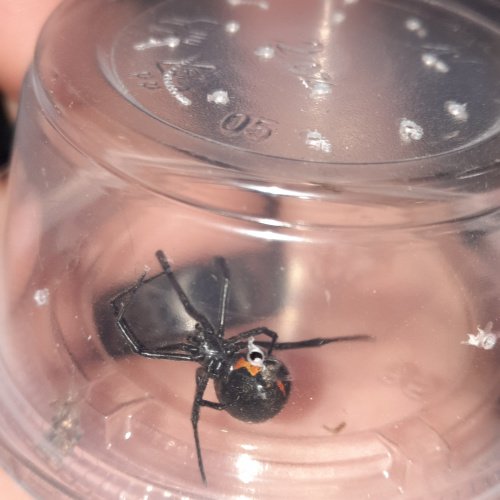 Western Black Widow Latrodectus hesperus