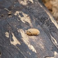 Cristarmadillidium muricatum “Pineapple Spiky” – 10 count