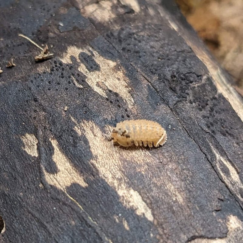 Cristarmadillidium muricatum “Pineapple Spiky” – 10 count