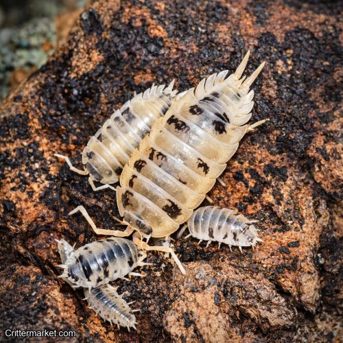 Dairy Cow Isopods