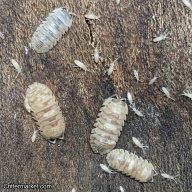 Armadillidium espanyoli "Marbelized" Isopods - 15 count