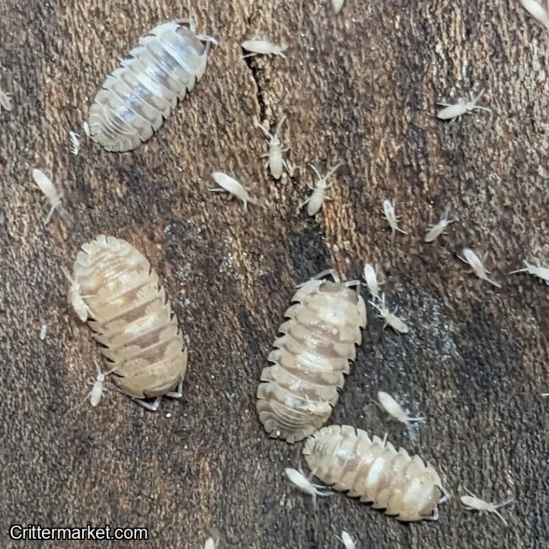 Armadillidium espanyoli "Marbelized" Isopods - 15 count