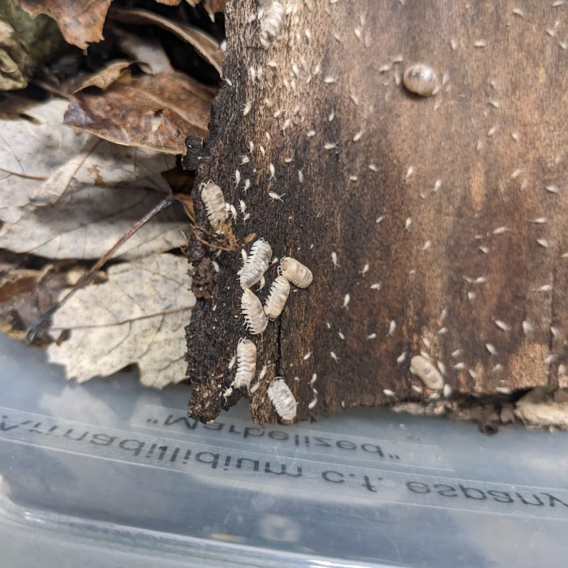 Armadillidium espanyoli "Marbelized" Isopods - 15 count
