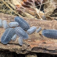 Armadillidium peraccae – 15 count