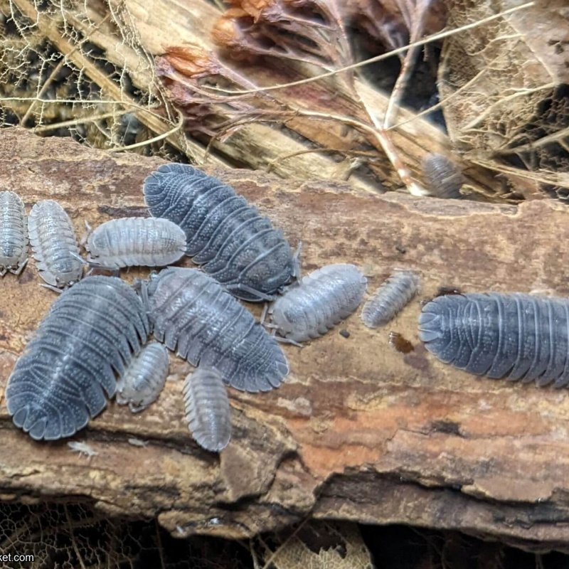 Armadillidium peraccae – 15 count