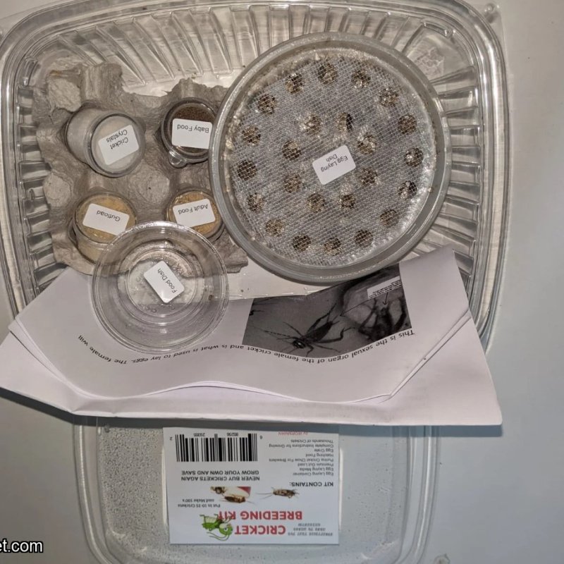 CRICKET BREEDING KIT