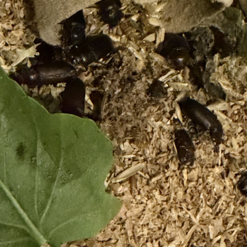 Mealworms or their beetle parents