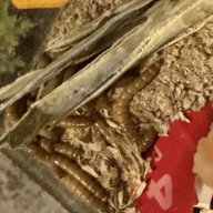 Mealworms or their beetle parents