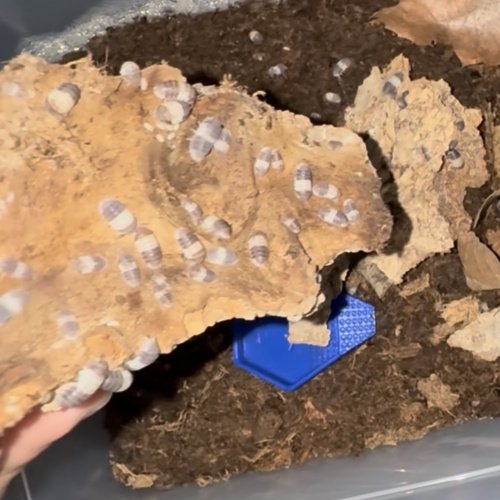 Panda King Isopods 10ct