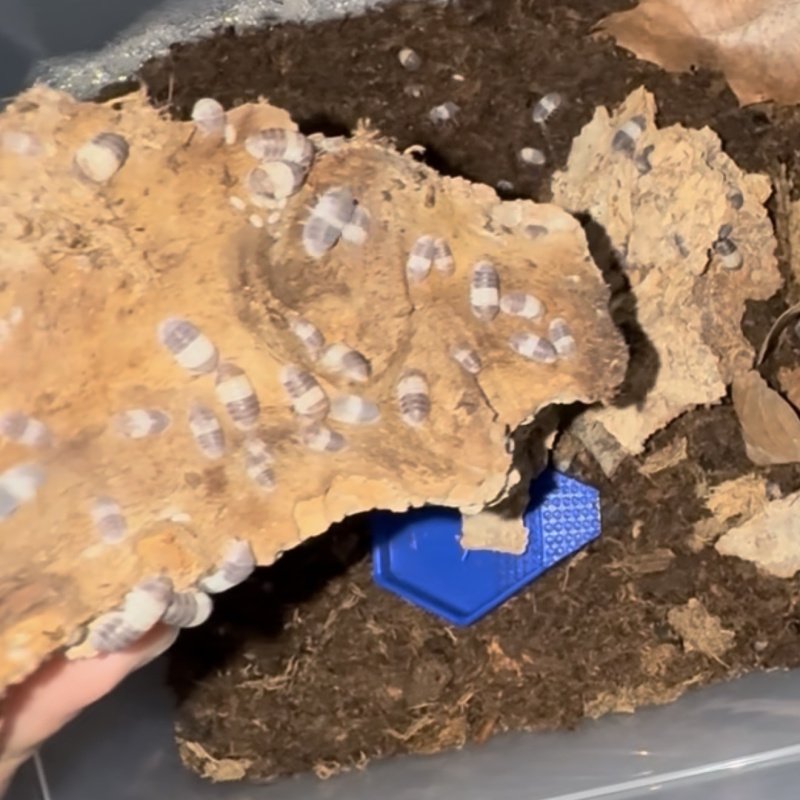 Panda King Isopods 10ct