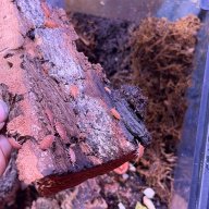 Powder Orange Porcellionides pruinosus