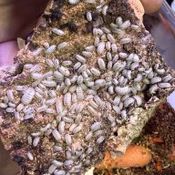 Magic Potion American (Armadillidium vulgare)