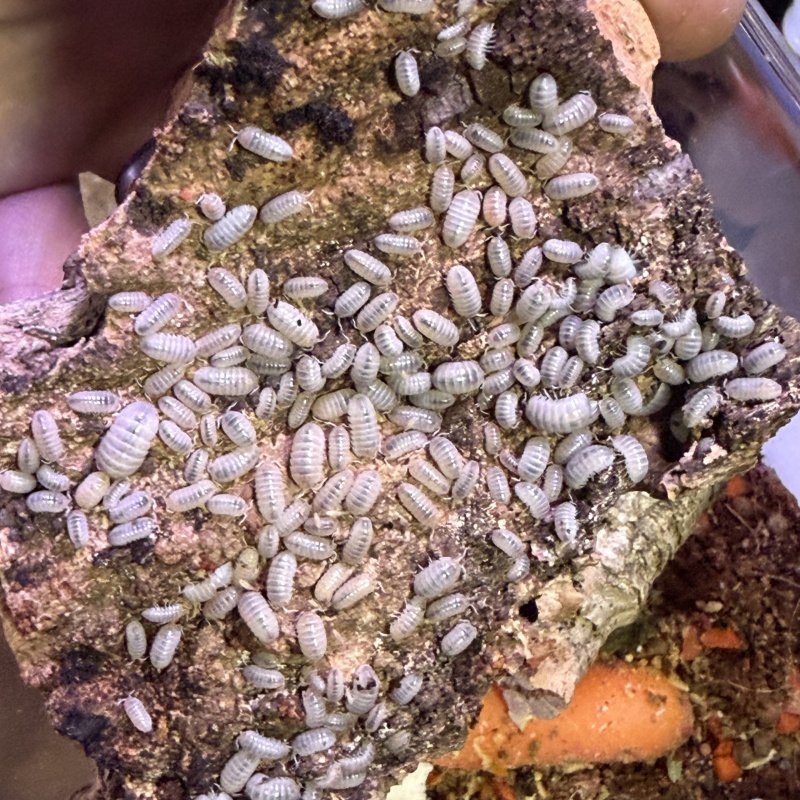 Magic Potion American (Armadillidium vulgare)