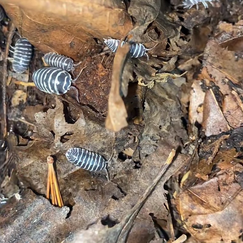 Zebra isopods