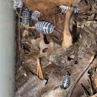 Zebra isopods