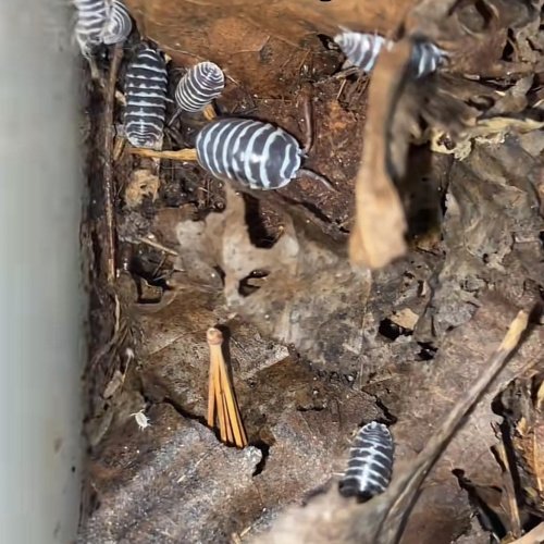 Zebra isopods