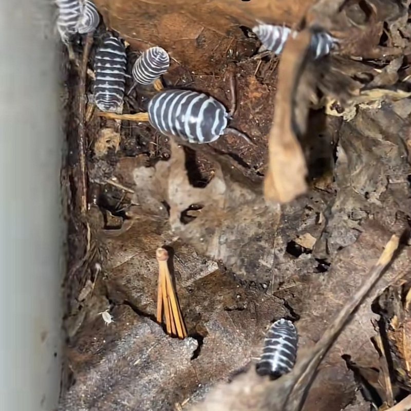 Zebra isopods