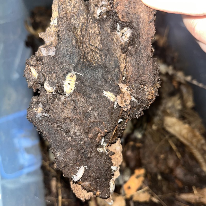 Convexus Ukraine Isopods