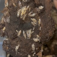 Convexus Ukraine Isopods