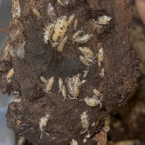 Convexus Ukraine Isopods