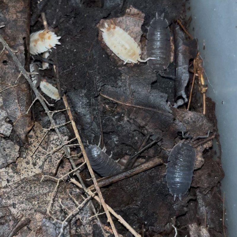 Porcellio lottery isopods