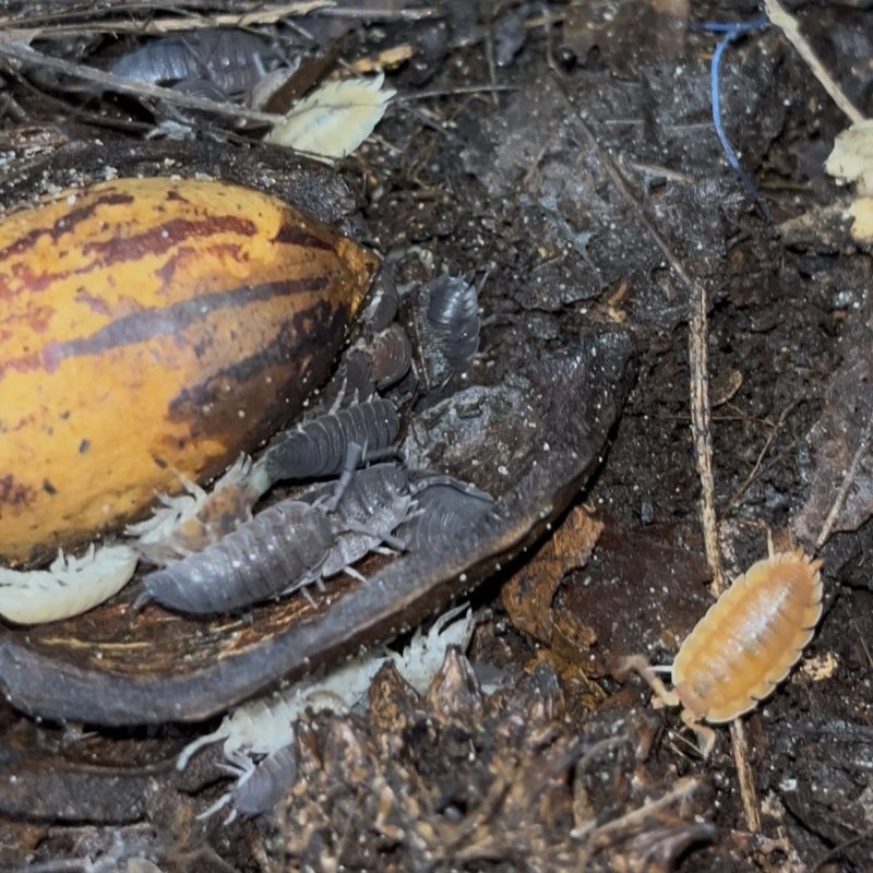 Porcellio lottery isopods