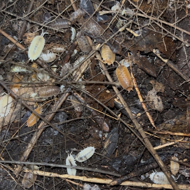Porcellio lottery isopods