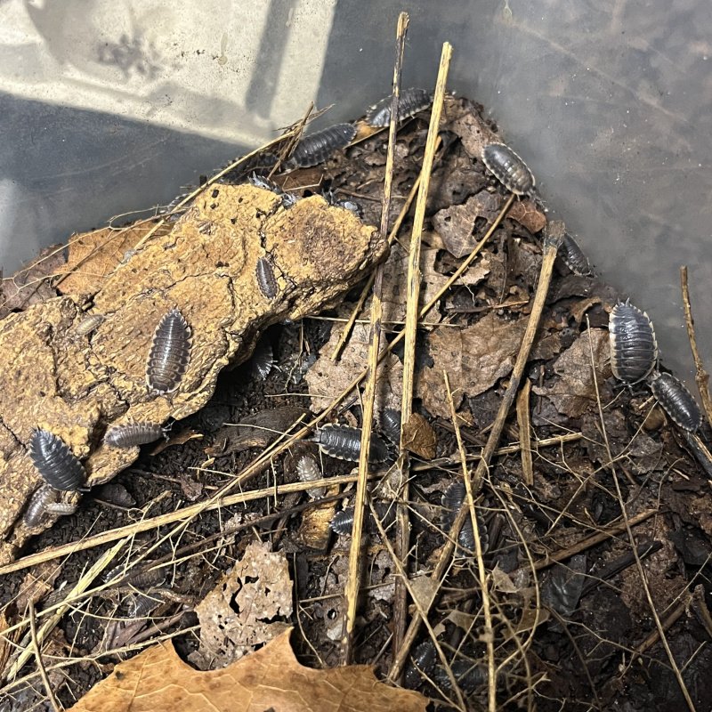 Tracheilipus caucasius