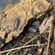 Tracheilipus caucasius