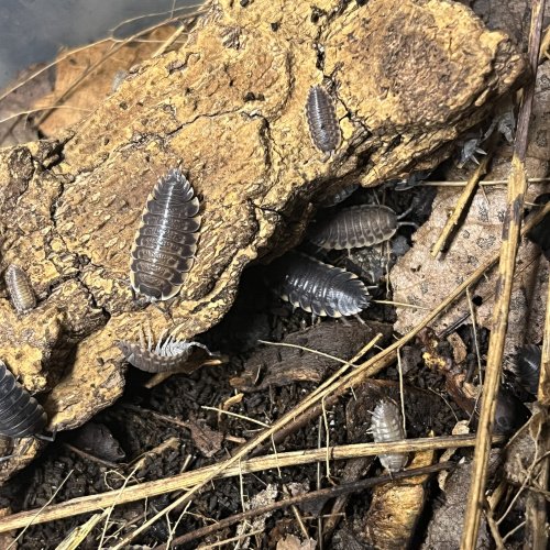 Tracheilipus caucasius