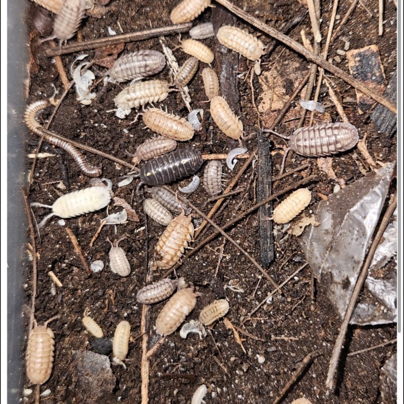 Armadillidium Nasatum Isopods