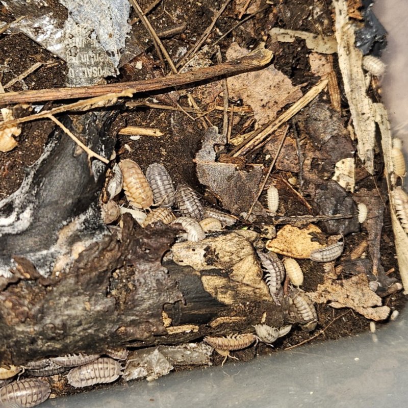 Armadillidium Nasatum Isopods