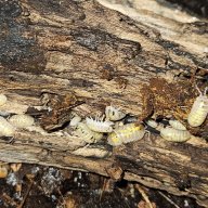 Vulgare Dalmatian Isopods